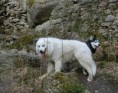 /album/dogtrekking-po-stopach-toulovce-2017/cimg9330w-jpg/